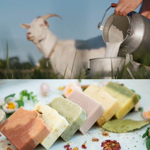Benefits of Goat Milk in Soap